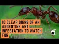 10 Clear Signs of an Argentine Ant Infestation to Watch For
