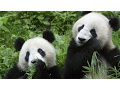 China plans massive panda preserve
