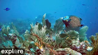 Utopia Village Top-of-Wall Underwater Reef Cam powered by EXPLORE.org