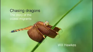 Will Hawkes: Chasing Dragons – The Story of the Worlds Oldest Migrants