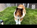 Japanese Man spent 14K to transform himself into collie