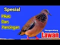Download Lagu TEKUKUR GACOR SUARA MERDU - SPESIAL PANCINGAN DAN PIKAT TEKUKUR NGALAS KUK 1 DIPAGI HARI Pasti Nyaut