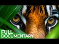 Download Lagu Wild Indonesia –  The Heart of The Wildest Islands | Full Series | Free Documentary Nature