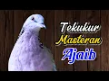 Download Lagu Suara Derkuku Tekukur Gacor Kuk 3 Lokal Buat Pancingan Dan Masteran