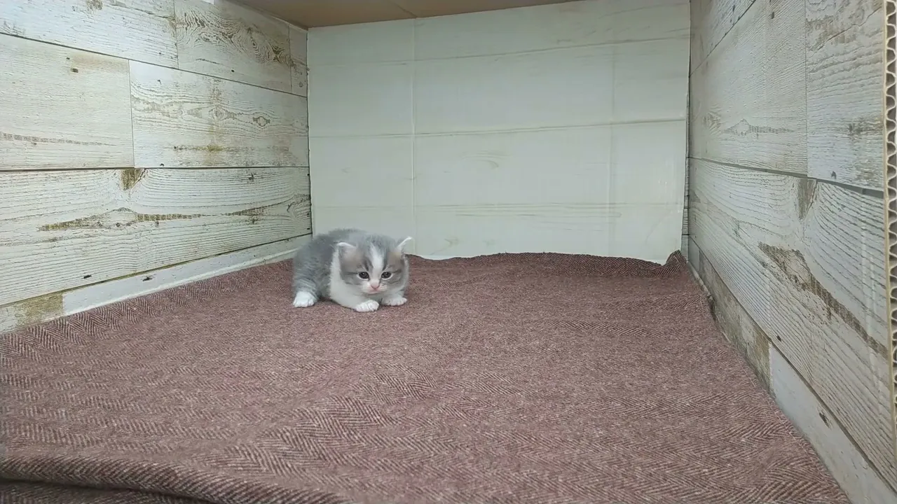 動画