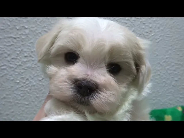 動画