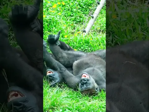 快樂兄弟 #taipeizoo #gorilla
