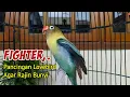 Lagu Suara LOVEBIRD Ngekek Panjang FIGHTER, Pancingan Mantab Buat Lovebird Agar Rajin Bunyi