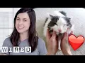 Researcher Explains Why Cats May Like Their Owners as Much as Dogs WIRED