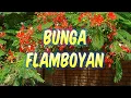Download Lagu Bunga Flamboyan - Laily Dimyati | Lagu Nostalgia dan Kenangan + Lirik