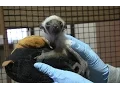 Lemur Grandchild of Famous Zoboomafoo Born at Duke University