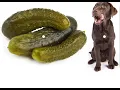 Can Dogs Eat Pickles Dogs s