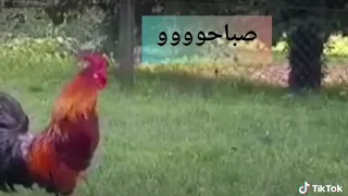 ميت الحوفيين دندنها