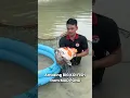 Download Lagu Amazing Big Koi Fish harvested from mud pond !!! #koi #koifish #nishikigoi #koifarm