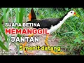Download Lagu SUARA PIKAT BURUNG RUAK RUAK BETINA MEMANGGIL JANTAN AMPUH