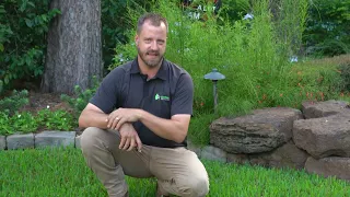 Complete Guide to St Augustine Turf Grass Care Optimal Cut Height