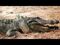 Wild About Alligators