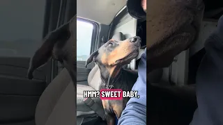 Who’s that pretty girl !? #fypシ #dream #pets #doberman #fyp