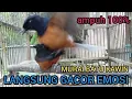 Download Lagu Asli bikin murai GACOR langsung kawin | Suara murai kawin | murai batu kawin | terapi murai kawin❗❗