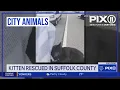 8-week-old kitten rescued from busy highway in NY