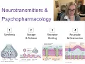 Neurotransmitter and Psychopharmacology Lecture