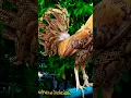 Download Lagu pyton gold feather #chicken