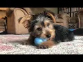 Adopted 12 week old Yorkie