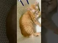 Download Lagu set hari bersama rain😘😘🥰 #shorts #shortvideo #catlovers #cat #fypシ #kucinglucu
