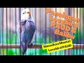 Download Lagu Masteran Pancingan Lovebird Paud \u0026 Balibu Belajar Ngekek Jeda Rapat