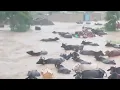 Download Lagu FAZENDEIROS NORDESTINOS PERDE TUDO E VAI A LOUCURA MUITO TRISTE 16/07/25
