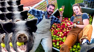 How to turn free apples into bacon – Free Range Homestead Ep 8