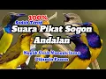 Download Lagu Suara pikat sogon dan semua burung kecil burung liar dijamin kumpul