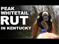 Determining the Peak Rut for Deer in Kentucky