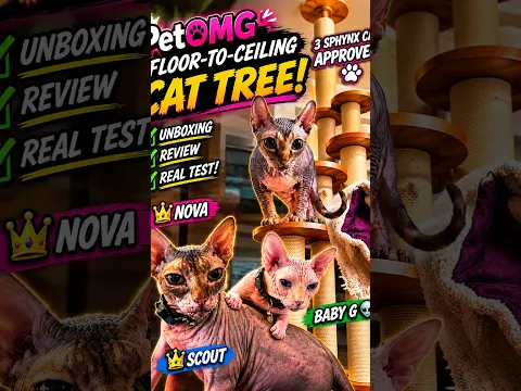 My 3 Sphynx Cats Approved This Cat Tree! 😻🐾