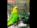 Download Lagu #shorts - PARKIT GACOR ! materi tembak beset crecet masteran murai C ijo kacer / Budgie Parakeet