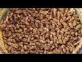 Download Lagu Kepoin Pabrik Pembuatan Kacang Tanah | SI UNYIL 02/06/21