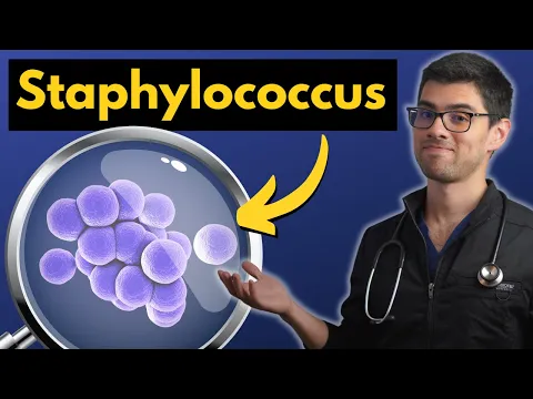 Download MP3 Staphylococcus Explicado Claramente | Microbiología Médica