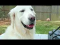 LEGO BUILDS for a DOG...