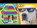 LEGO BUILDS for a DOG