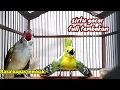 Download Lagu Sirtu Gacor full tembakan mewah untuk masteran murai batu dan sirtu (bahan)muda hutan.