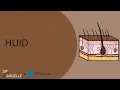 Huid: De Basis