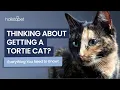 Why Get a Tortoiseshell Cat Everything You Need to Know