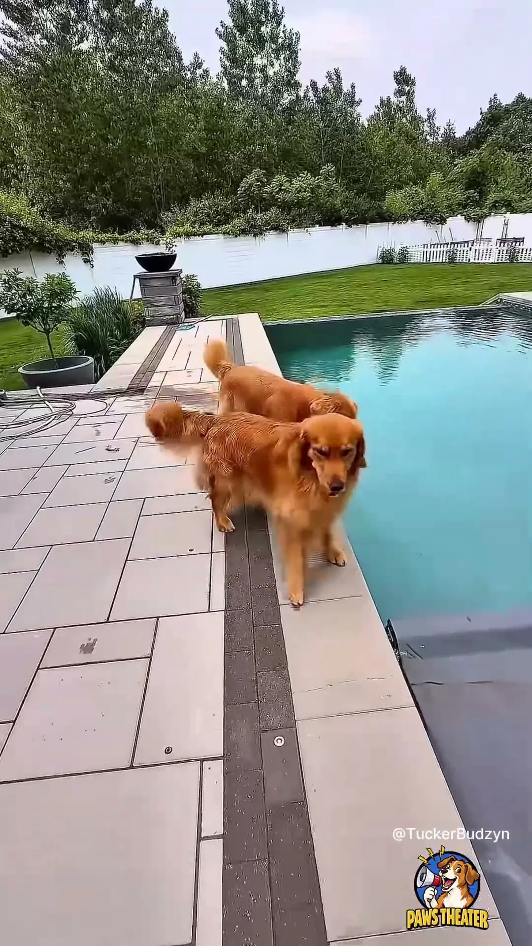 Las Toallas Lo Dicen Todo 🐶💦