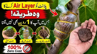 Air Layering Ka 100% Free Tareeka! 1 Rupia Bhi Kharch Nahi Hoga | Make New Plants Easily
