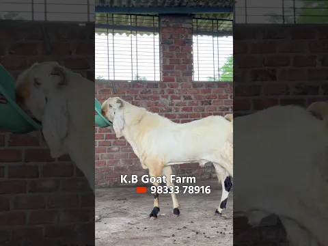 Sojat & Gujri Andul Bakre at KB Goat Farm Bhiwandi