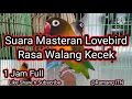 Lagu KOMPILASI SUARA LOVE BIRD NGEKEK WALANG KECEK DURASI PANJANG