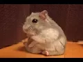 Tamed Winter White Dwarf Hamster wukong - qq
