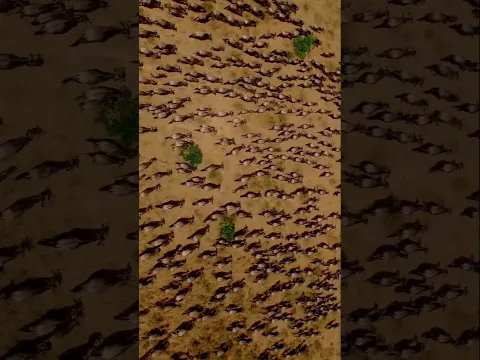 Aerial look of the Great Migration moving on the Serengeti Plain