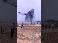 Download Lagu GIANT WHALE CAPTURED ON CAMERA