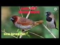 Download Lagu Suara pikat burung emprit  atau Pipit . mp3